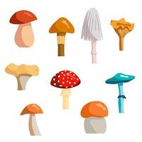 A set of autumn and summer mushrooms. vector