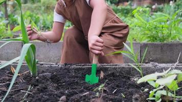 linda niña plantando un árbol joven en el jardín de vegetales del patio trasero. video
