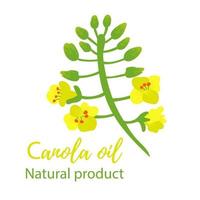 Canola flower, canola on white background. Yellow and mustard colors vector
