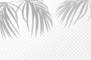 Realistic shadow of tropical leaves or branches on transparent checkered background. The effect of overlaying shadows. Natural light layout. vector