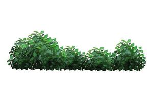 Vector illustration of green bushes.