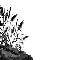 caña dibujada a mano o hierba de pampa rodeada de piedras grises. silueta de caña sobre fondo blanco. borde o marco de plantas verdes. vector
