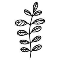 Acacia leaves. Vector icon. Isolated illustration on a white background. Hand-drawn doodle. Thin outline of a plant branch. Botanical element. Monochrome, line art.