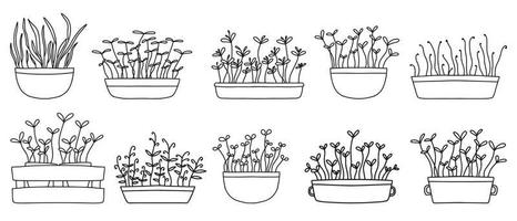 A set of different microgreens in pots. Set of sprouts. Vector microgreen in doodle style.