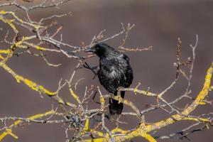 Wind-tousled raven on a branch with autumn leaves photo