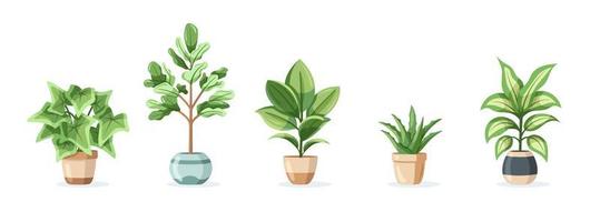 Set of home plants in pots isolated on white background vector