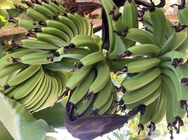 fruta de plátano colgando de su árbol foto