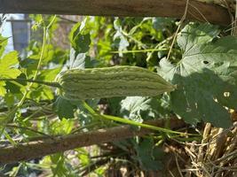 melón amargo maduro en el jardín foto