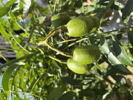 olive fruit in the garden photo