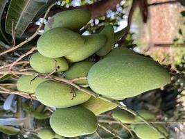 Bunch of green ripe mango on tree in garden. Selective focus photo