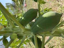 fruta de papaya en el árbol de papaya en la granja. foto