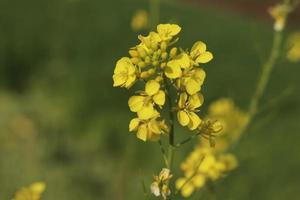 Rape flowers close-up against a blue sky with clouds in rays of sunlight on nature in spring, panoramic view. Growing blossoming rape, soft focus, copy space. photo