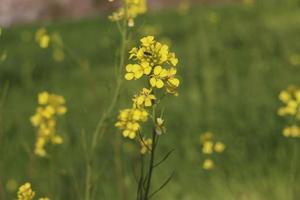 Rape flowers close-up against a blue sky with clouds in rays of sunlight on nature in spring, panoramic view. Growing blossoming rape, soft focus, copy space. photo