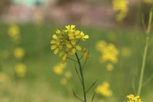 Rape flowers close-up against a blue sky with clouds in rays of sunlight on nature in spring, panoramic view. Growing blossoming rape, soft focus, copy space. photo