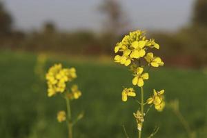 Rape flowers close-up against a blue sky with clouds in rays of sunlight on nature in spring, panoramic view. Growing blossoming rape, soft focus, copy space. photo