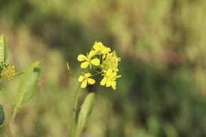 Rape flowers close-up against a blue sky with clouds in rays of sunlight on nature in spring, panoramic view. Growing blossoming rape, soft focus, copy space. photo