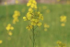 Rape flowers close-up against a blue sky with clouds in rays of sunlight on nature in spring, panoramic view. Growing blossoming rape, soft focus, copy space. photo