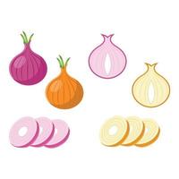 onion flat illustration vector