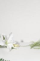 flowers on white background with copy space photo