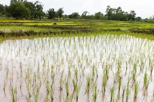 Las sembradoras de arroz están sin terminar. foto