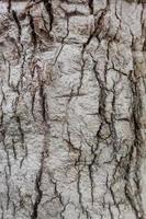 Old Wood Tree Texture Background photo