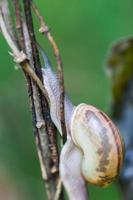 Snail crawling on green stem of plant