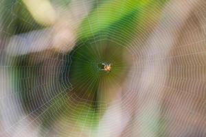 Spider on the web nature background photo