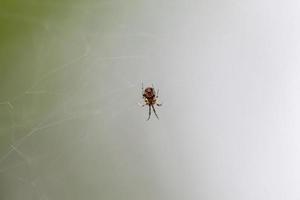 Spider on the web nature background photo