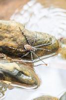 Spider on the rock in the waterfall photo