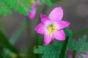 pink flower with water drop photo