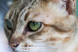 Cat eye, Bengal cat in light brown and cream photo