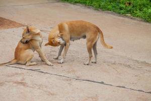 Dog are checking for fleas and ticks photo