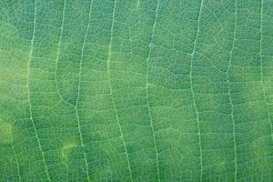 textura de hoja verde foto