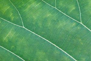 Green leaf texture photo