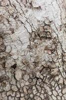 Old Wood Tree Texture Background photo