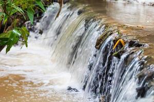 Close up green forest waterfall photo