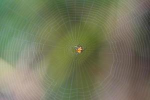 Spider on the web nature background photo