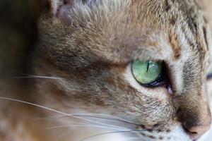 gato de bengala en marrón claro y crema foto