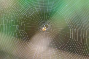 Spider on the web photo