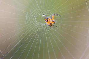 Spider on the web nature background photo