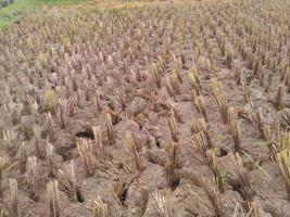 former farmer harvesting rice photo