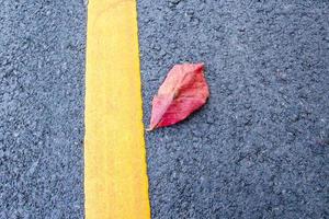 Red leaves on asphalt path photo
