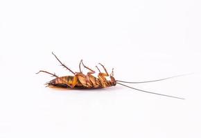 Dead cockroach on white background photo