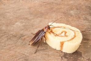 cucaracha comiendo pan