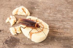 cucaracha comiendo un pan en la mesa de madera