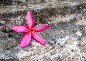 flor de frangipani en el viejo piso de cemento. foto