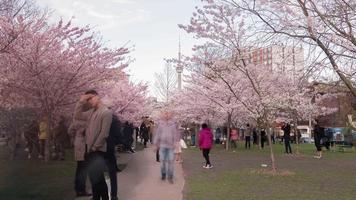 4k timelapse-sekvens av Toronto, Kanada - trinity-bellwoods park under körsbärsblomningen inspelad i slutet av dagen video