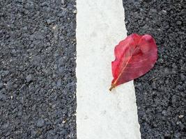 hojas rojas en camino asfaltado