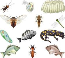 Different kinds of insects and animals on white background vector