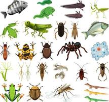 Different kinds of insects and animals on white background vector